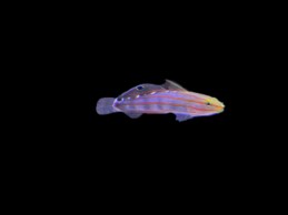 Court Jester Goby