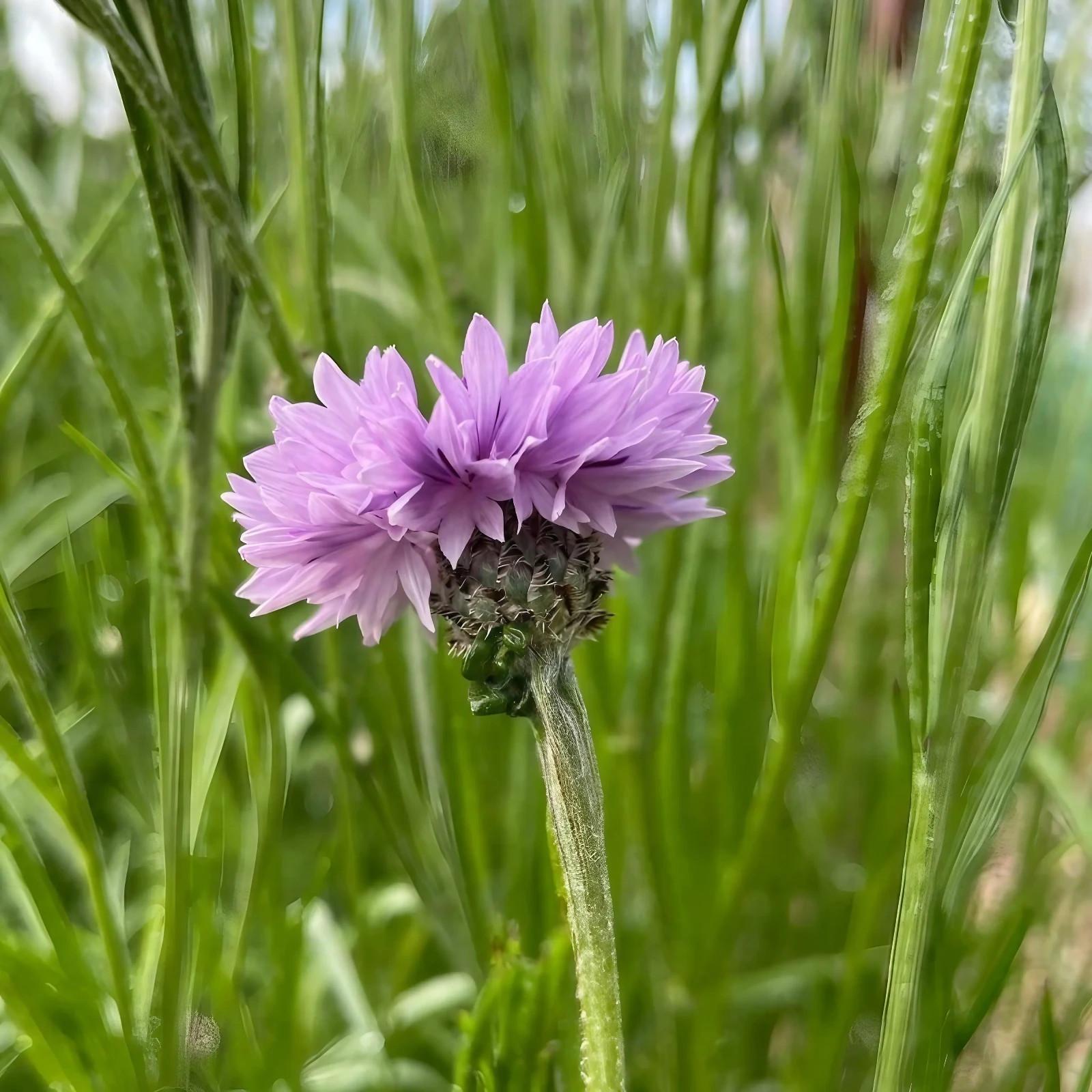 Cornflower Mauve Boy - 2x Plug Plants - Pollinator friendly Lavender Flowers