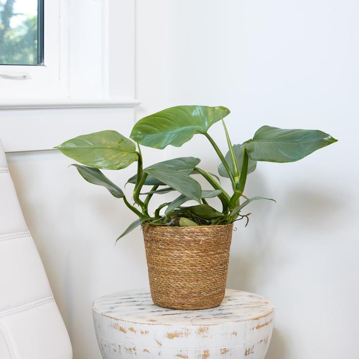 Philodendron Silver Sword 4''