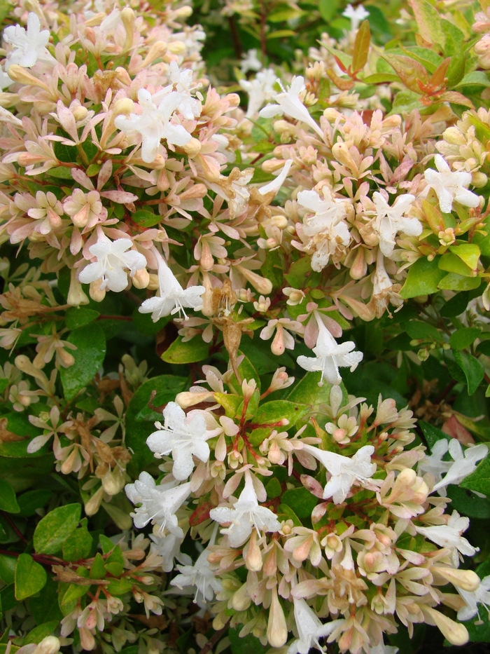 Abelia Francis Mason 3 Gal