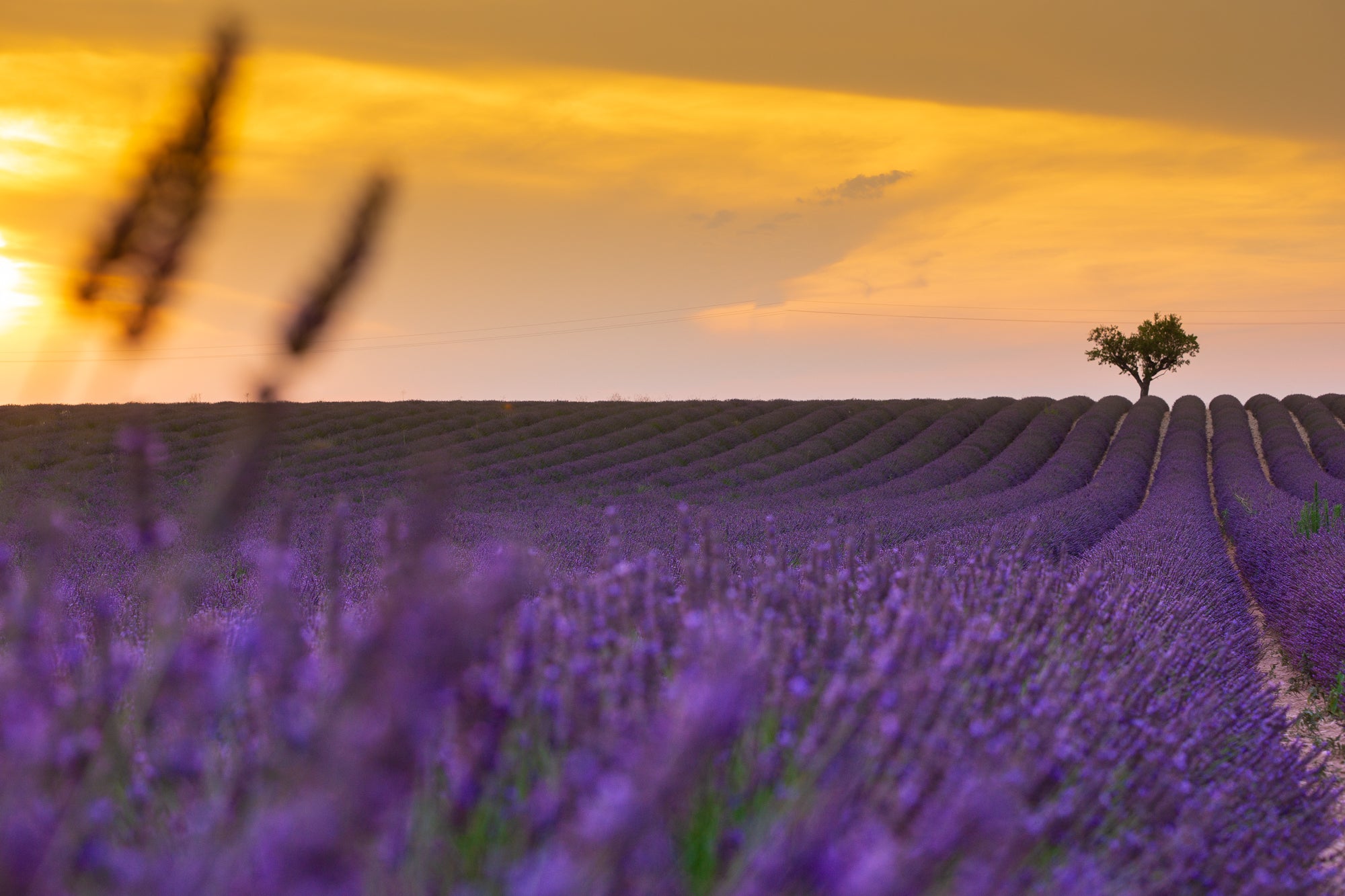 Lavender Latte
