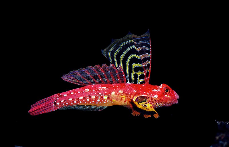 Ruby Dragonet