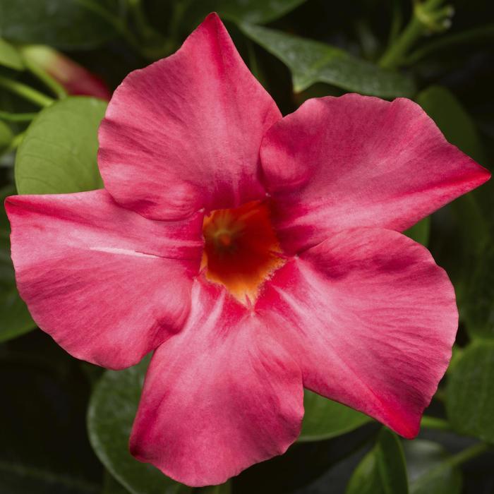Mandevilla Velvet Red 10"