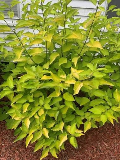 Garden Glow Dogwood (Cornus), 3 gallon