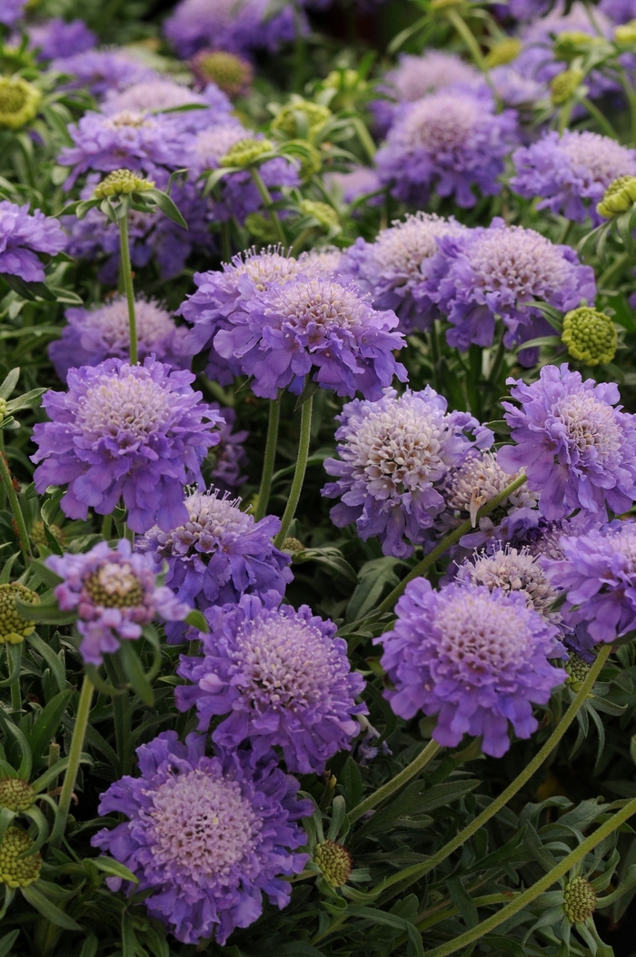 Scabiosa Butterfly Blue 1 Gal