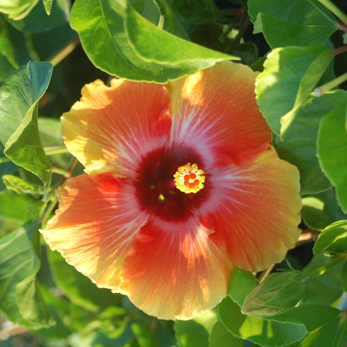 Hibiscus Hollywood America's Sweetheart 3 Gal