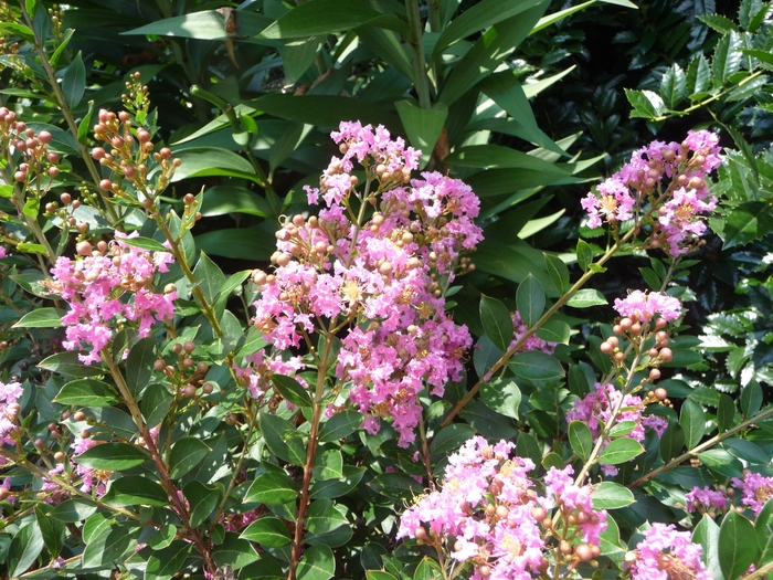 Crape Myrtle Dynamite 30 Gal