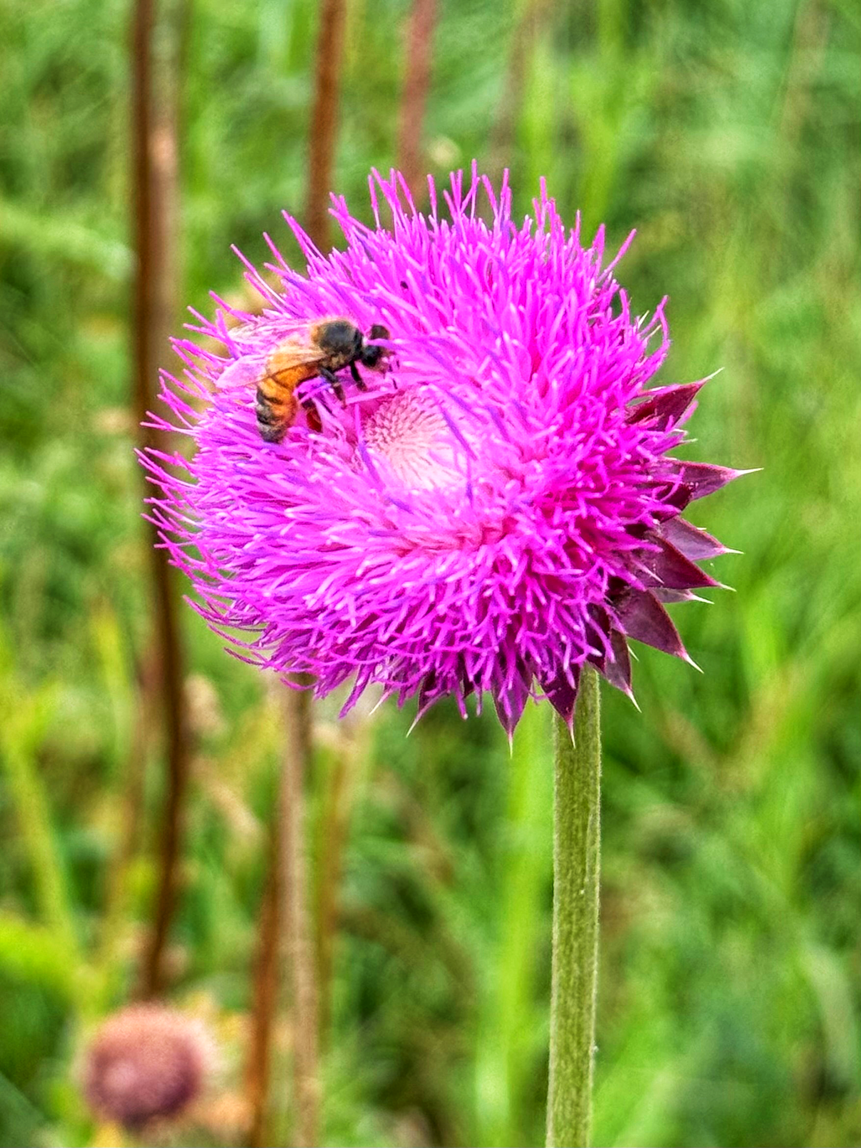 Musk Thistle & Honey Bee