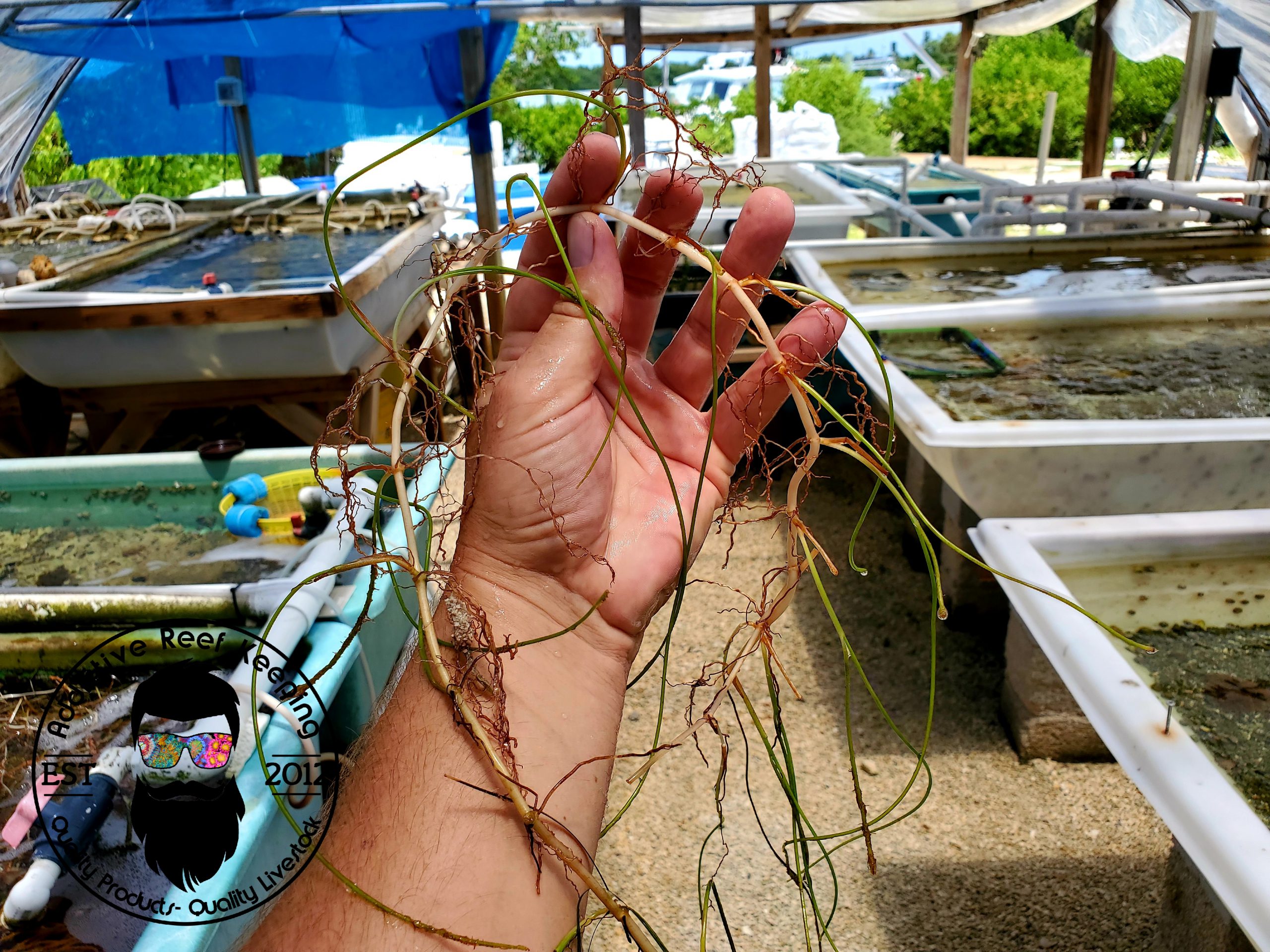 10 Shoots Sea Grass Bright Green Marine Macro Algae LIVE Saltwater Plant Syringodium filiforme