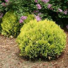 Anna's Magic Ball Arborvitae (Thuja), 2 gallon