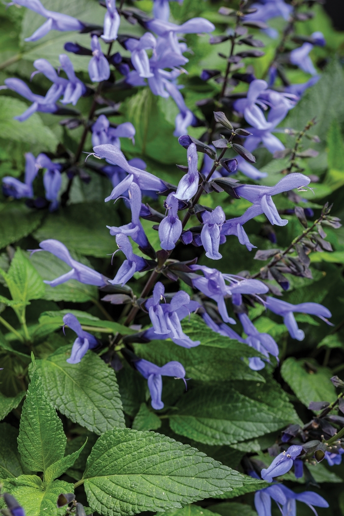 Salvia Rockin Deep Purple 1 Gal PW