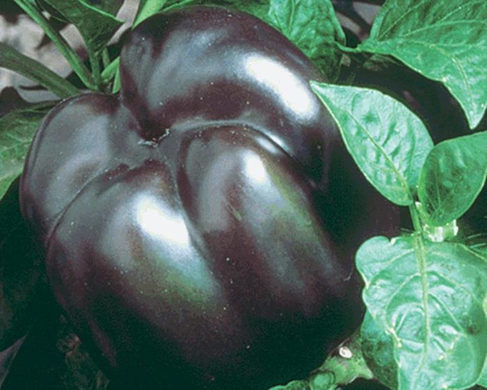Ornamental Pepper Purple Flash Quart