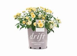 Buttercream Drift Rose, 2 gallon