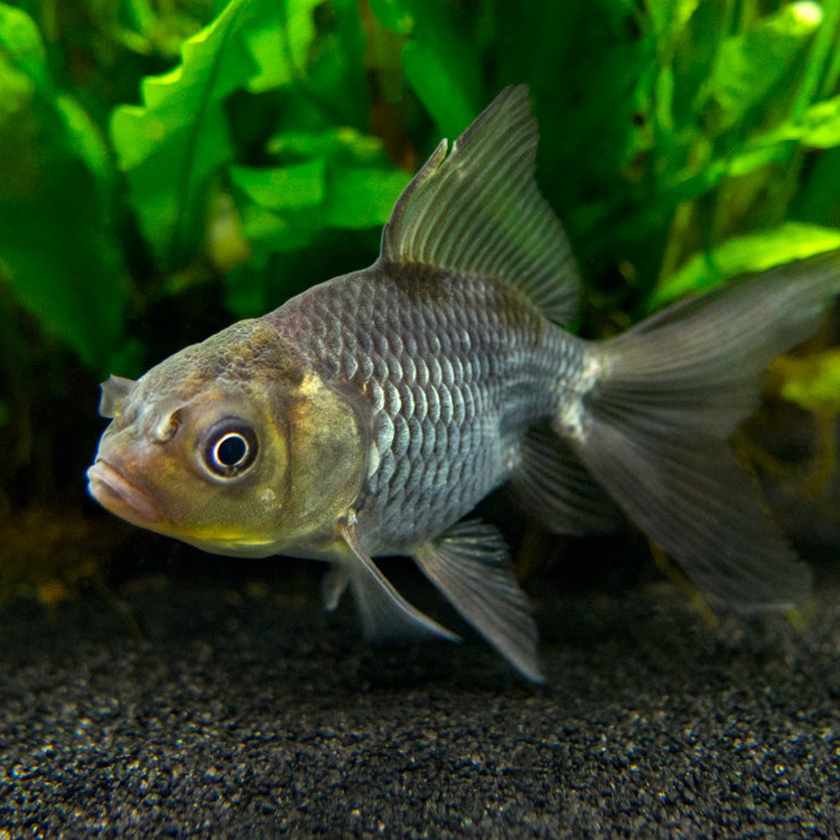 Blue Oranda Goldfish