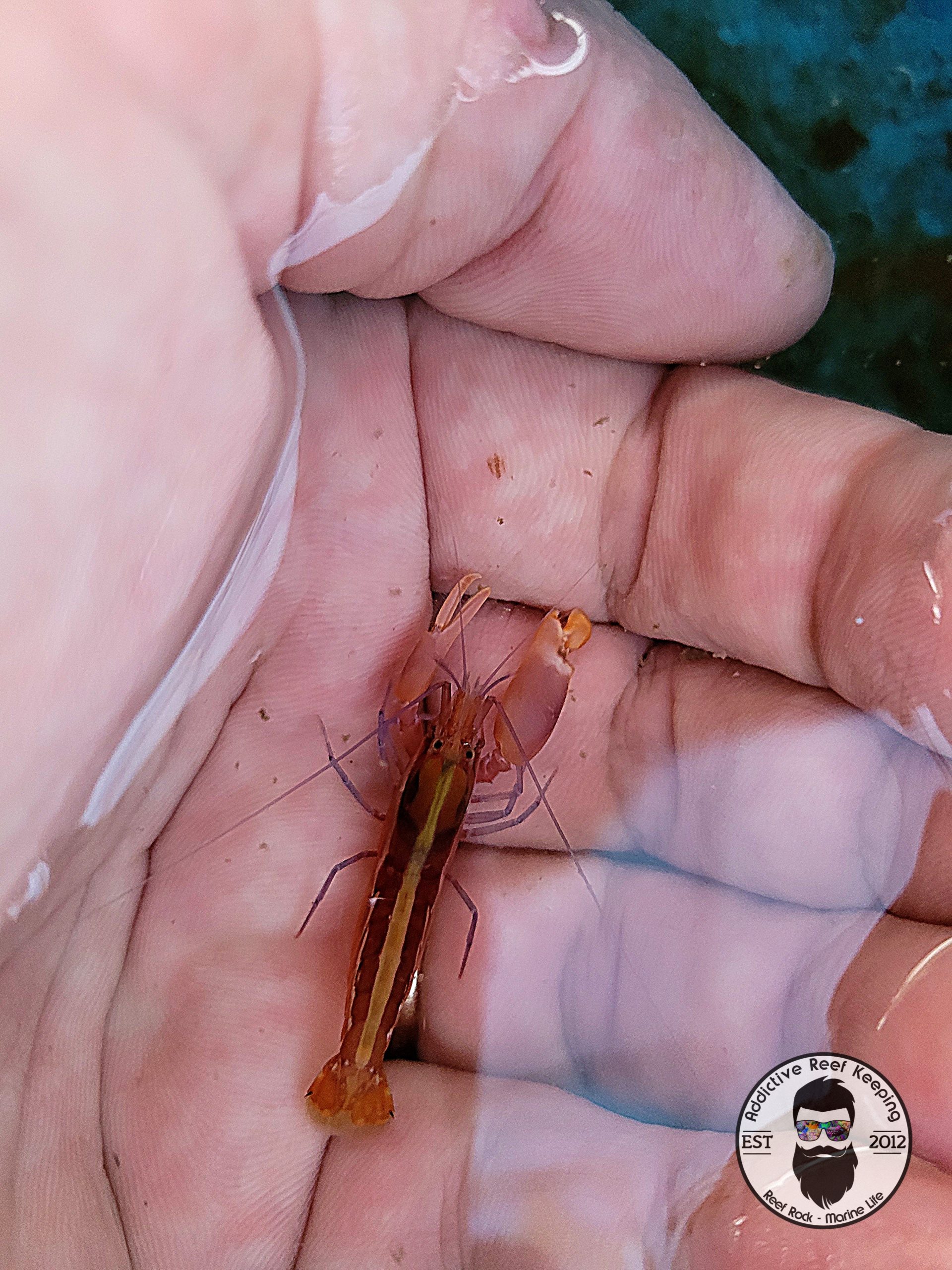 Orange Pistol Shrimp-Alpheus spp