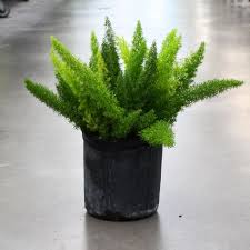 Foxtail Fern (Asparagus Fern). 4"