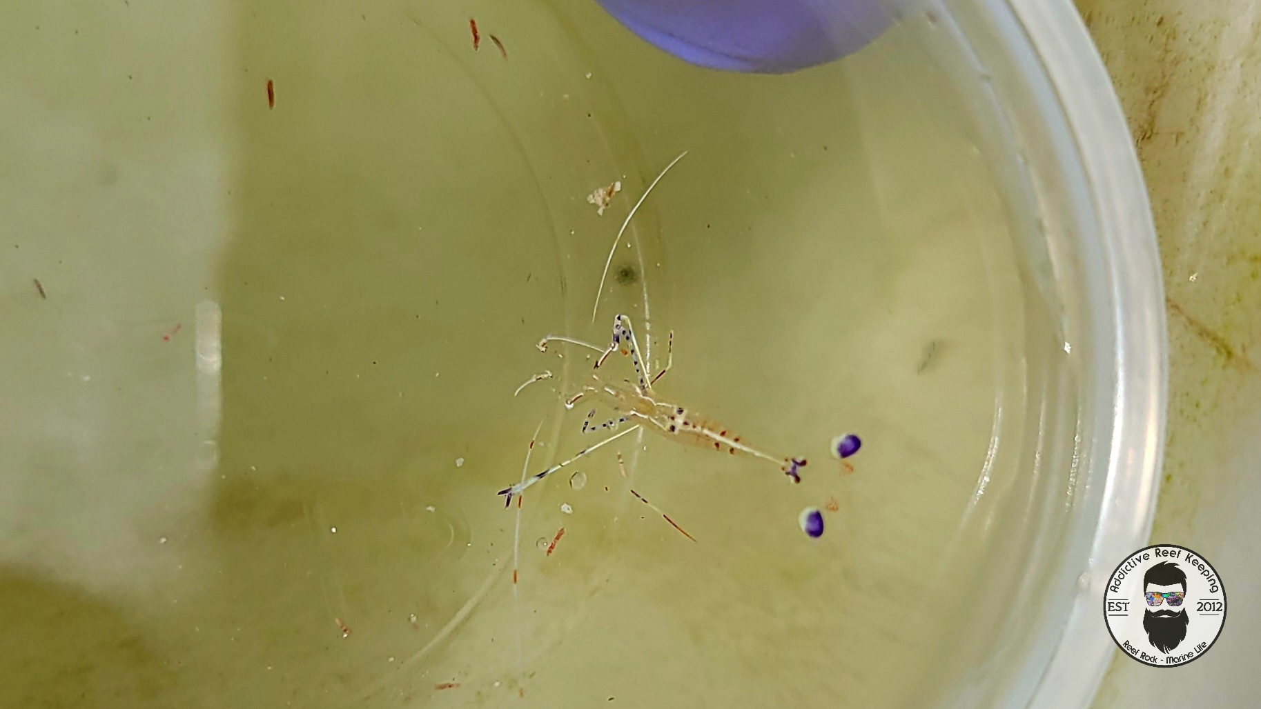 Pedersen’s Cleaner Shrimp