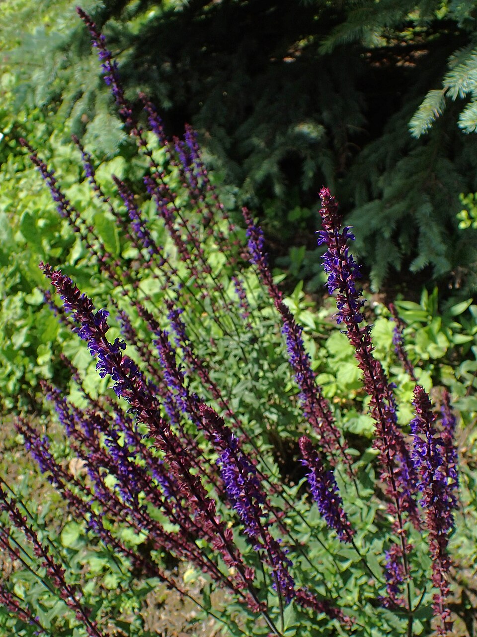 Salvia nemorosa 'Caradonna'