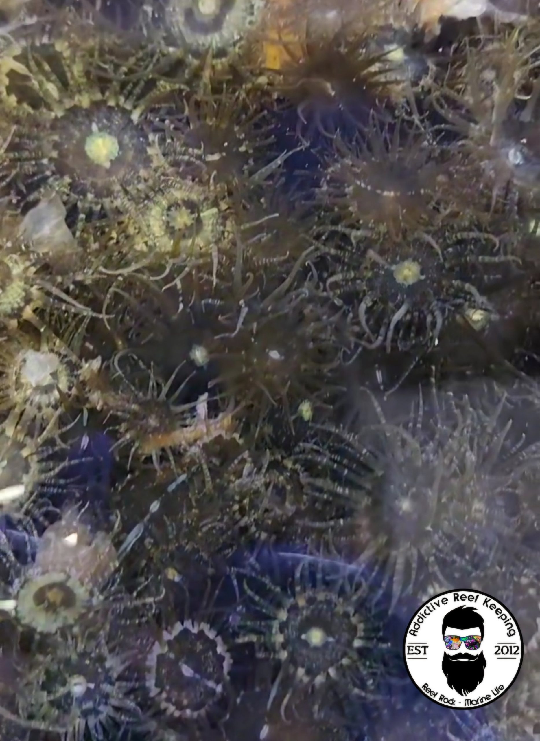 Aiptasia Pallida tagetes Anemone 10, 25, 1/4 cup, 1/2 cup, 1 cup, 2 1/2 cups, 5 cups Berghia Food and Research Florida Keys
