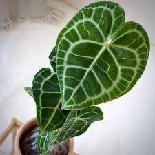 Anthurium 'Clarinervium', 4.5"