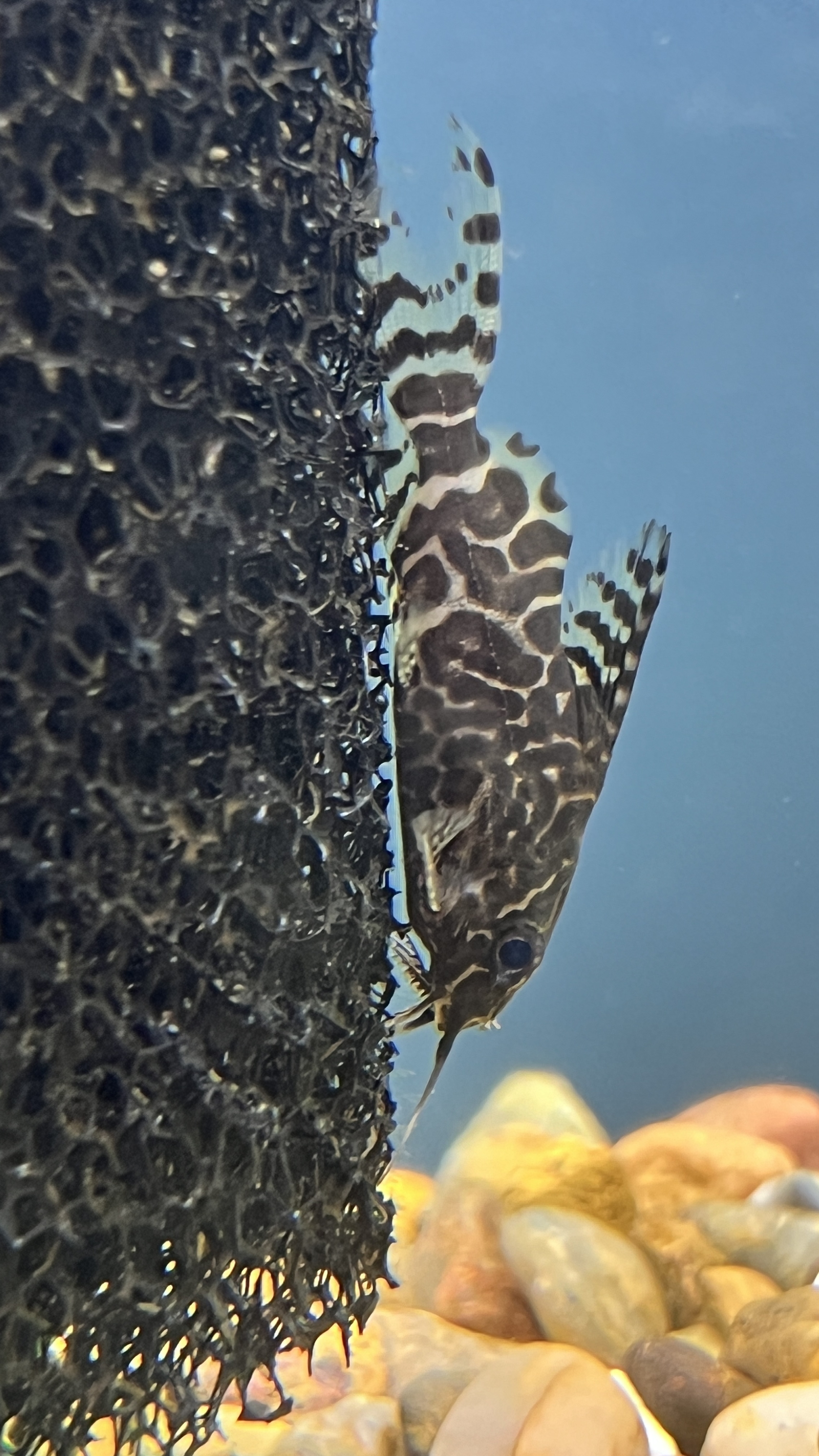 Synodontis Lace Catfish