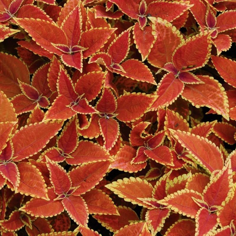 Sunset Wizard Coleus - Mini Plug Plant - Interesting Red/Yellow Semi Succulent