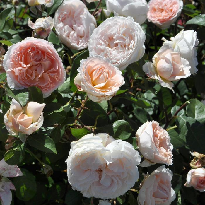 Rose Parfuma Earth Angel 3 Gal