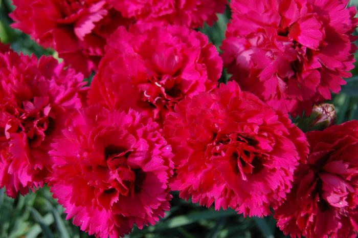 Dianthus Super Trooper Red Pink 1 Gal