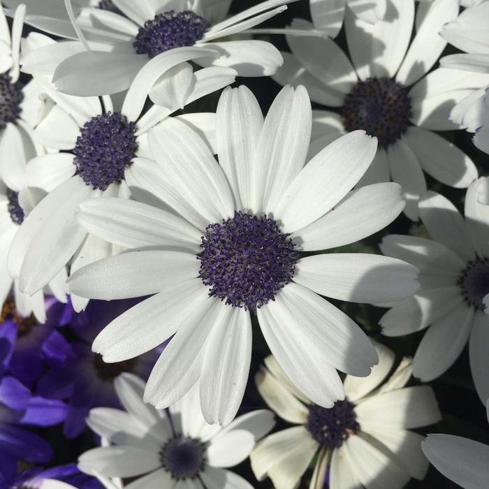 Pericallis Senetti Blue Halo 8"