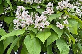 Catalpa, 7 gallon