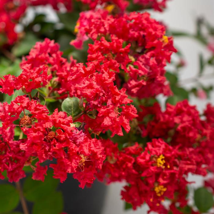 Crape Myrtle Black Diamond Mystic Magent 5 Gal