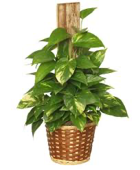 Pothos 'Golden', 8"Totem