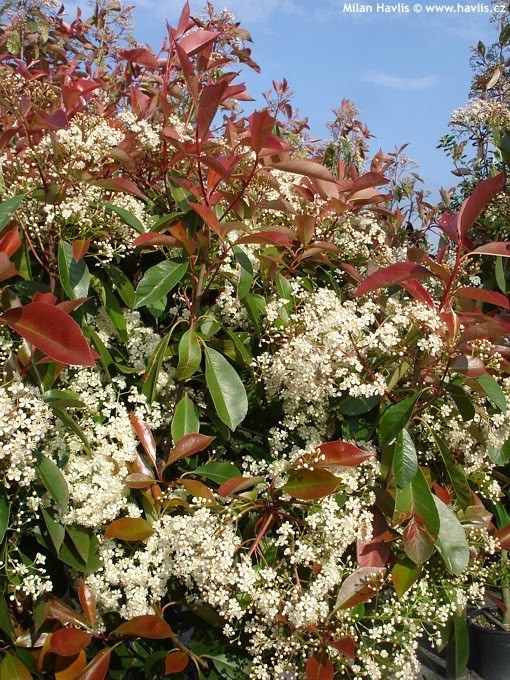 Photinia at Garden Center of Las Cruces