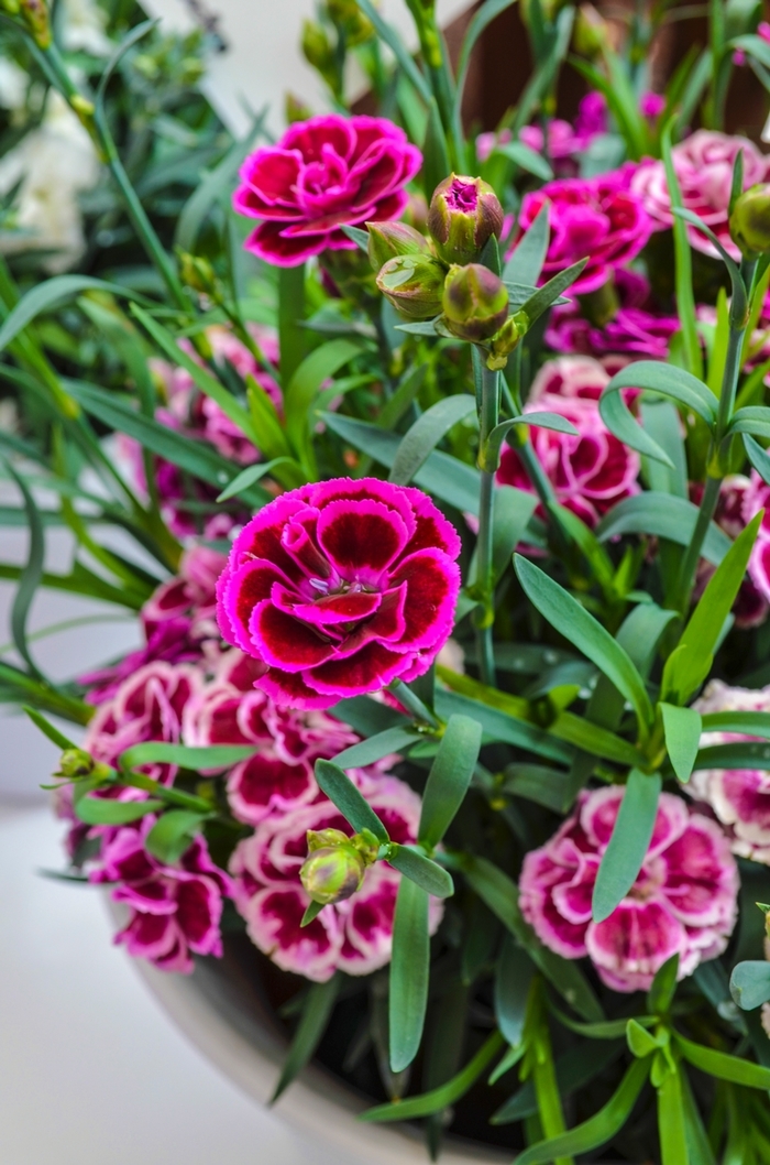 Dianthus Pashmina Magenta White 6"