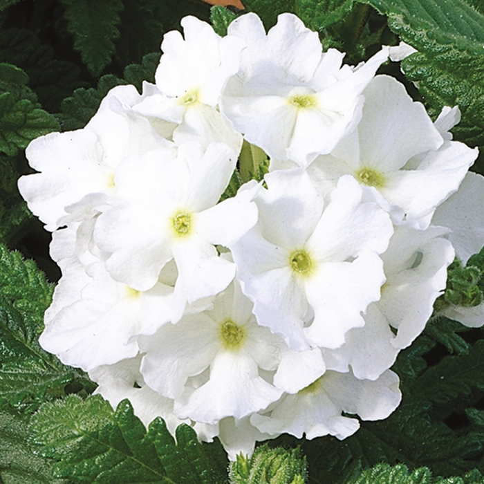 Verbena Vanessa Compact Bicolor Purple Quart