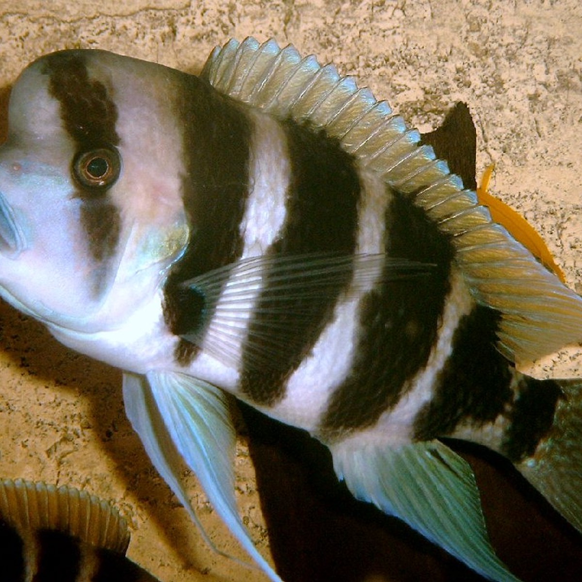 Cyphotilapia Frontosa Six Stripe