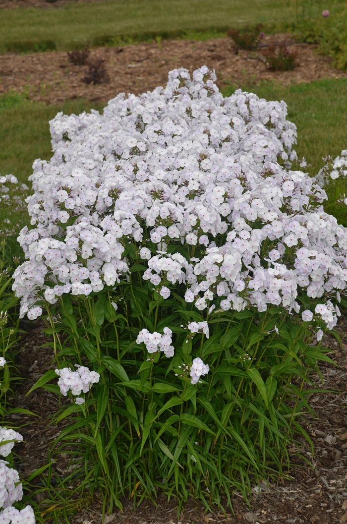 Phlox Fashionable Early Flamingo 1 Gal