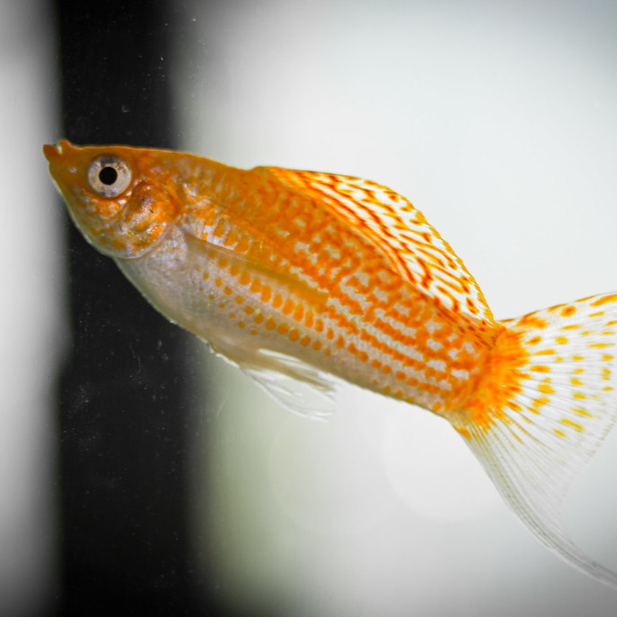 Tangerine Painted Lyretail Molly