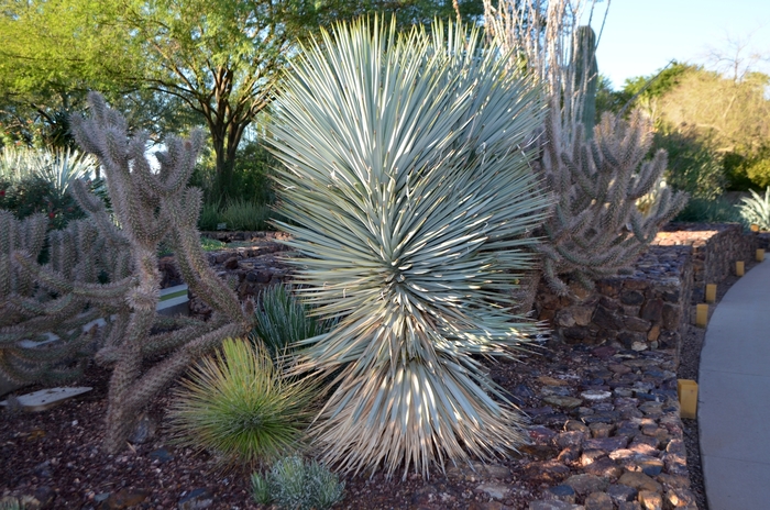 Yucca Rostrata B&B 5'
