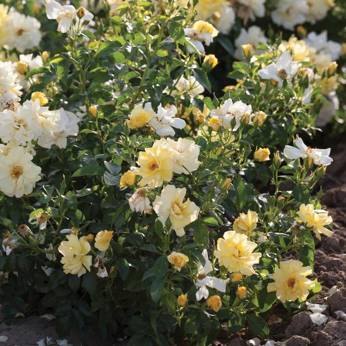 Drop Dead Red Tree Rose 5 Gal