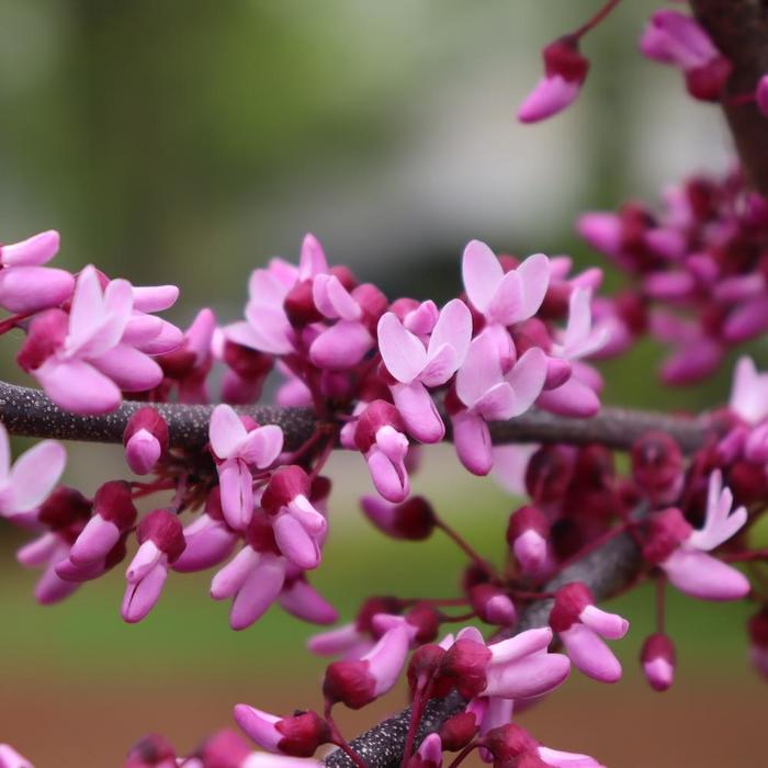 Redbud Pink Heartbreaker