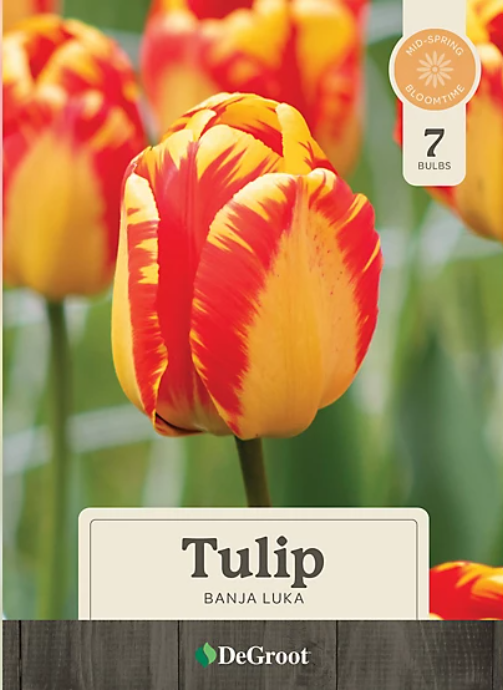 Banja Luka Tulip, 7 Bulbs