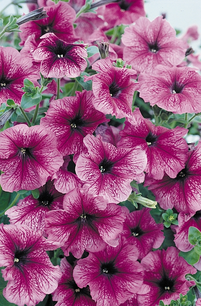 Petunia Supertunia Black Cherry 1 Gal PW