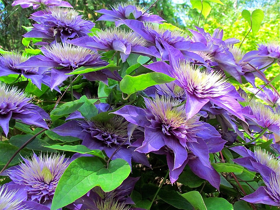 Clematis Multi Blue