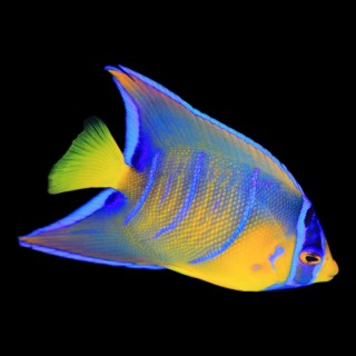Queen Angelfish sml