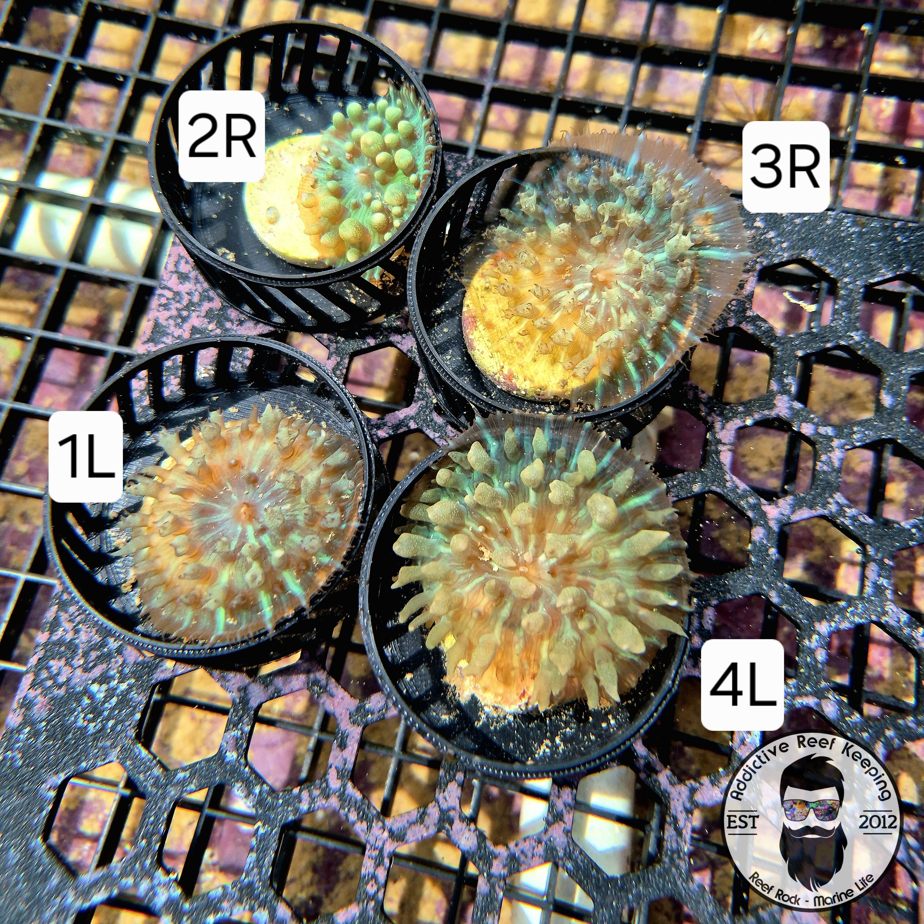 WYSIWYG 2R St. Thomas Mushroom Coral