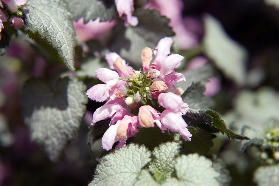 Lamium maculatum Pink Pewter