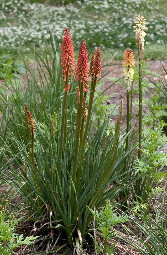 Red Hot Poker Glowstick 1 Gal