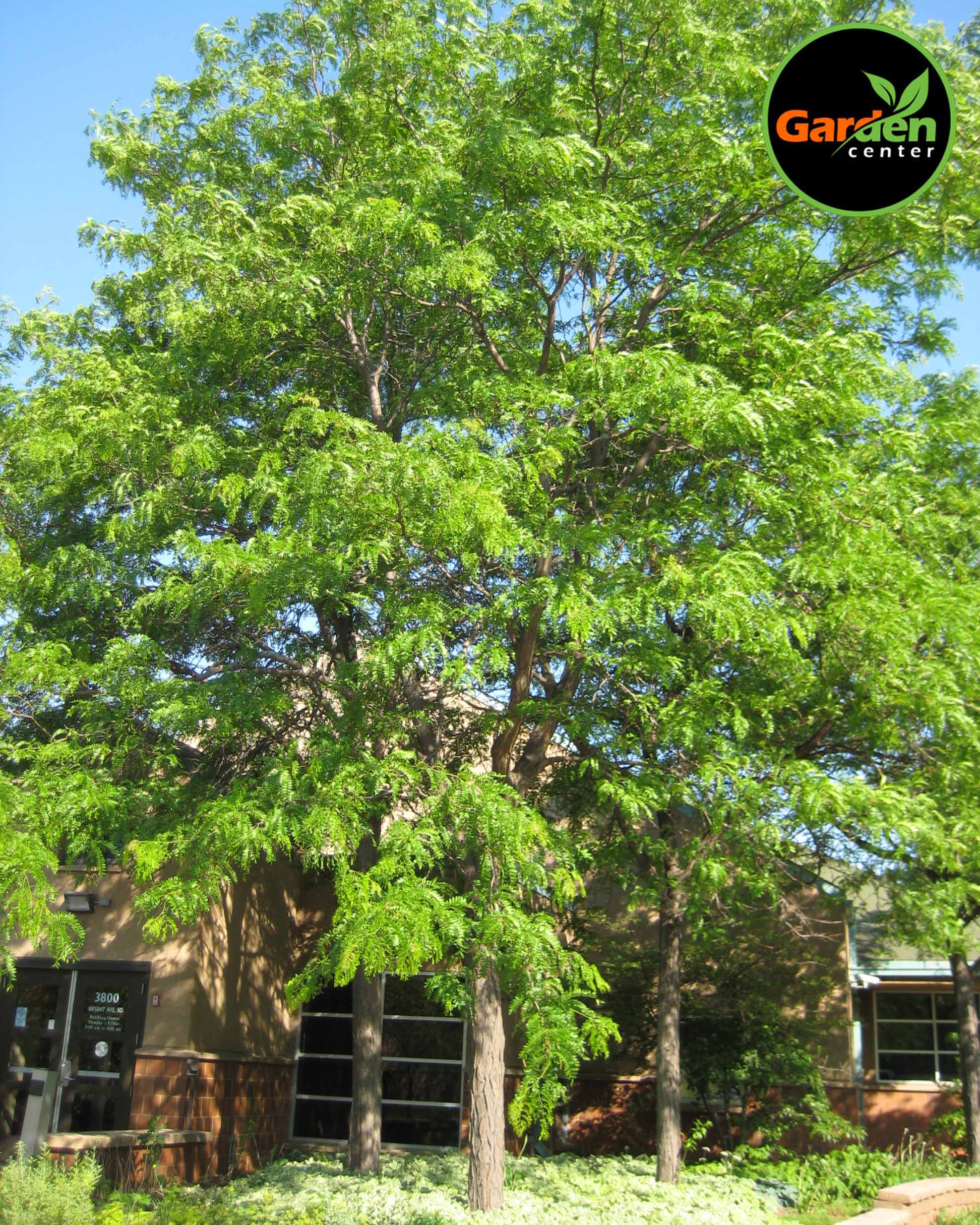 Honey Locust 'Shademaster' at Garden Center of Las Cruces