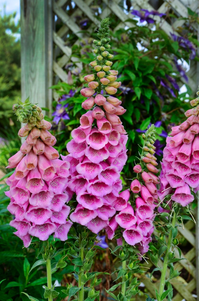Foxglove Dakota Burgundy 3 Gal